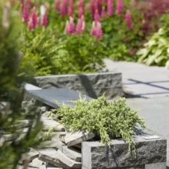 Jeneverbes (Juniperus Squamata 'Holger') -Tuin Stek Verkoop juniperus squamata holger