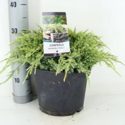 Jeneverbes (Juniperus Squamata 'Holger') -Tuin Stek Verkoop juniperus squamata holger zomer c5 m
