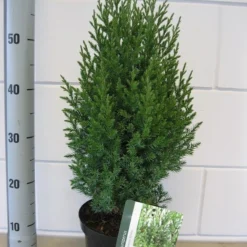 Jeneverbes (Juniperus Chinensis 'Stricta') -Tuin Stek Verkoop juniperus stricta c3 november