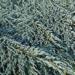 Jeneverbes (Juniperus Squamata 'Blue Carpet') -Tuin Stek Verkoop jusbcarp 4
