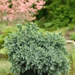 Jeneverbes (Juniperus Squamata 'Blue Star') -Tuin Stek Verkoop jusbstar 2