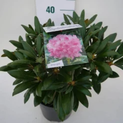 Dwergrhododendron (Rhododendron 'Kalinka') -Tuin Stek Verkoop kalinka c4 zij