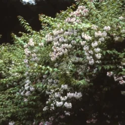 Kolkwitzia (Kolkwitzia Amabilis 'Pink Cloud') -Tuin Stek Verkoop koamabil 25 5
