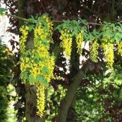 Gouden Regen, Struik (Laburnum Watereri 'Vossii') -Tuin Stek Verkoop laburnum w. vossi 1