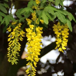 Gouden Regen, Struik (Laburnum Watereri 'Vossii') -Tuin Stek Verkoop laburnum w. vossi 2