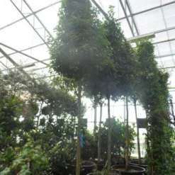 Echte Laurier Als Piramide (Laurus Nobilis) -Tuin Stek Verkoop laurus nobilis 16 18 20ho c350 pyramide