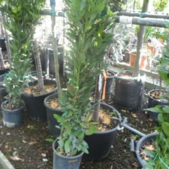 Echte Laurier Als Piramide (Laurus Nobilis) -Tuin Stek Verkoop laurus nobilis 80 100 c5