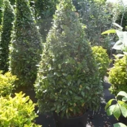 Echte Laurier Als Piramide (Laurus Nobilis) -Tuin Stek Verkoop laurus nobilis kegel 150 175