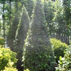 Echte Laurier Als Piramide (Laurus Nobilis) -Tuin Stek Verkoop laurus nobilis kegel 175 200