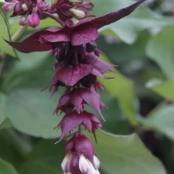Fazantenbes (Leycesteria Formosa 'Purple Rain')