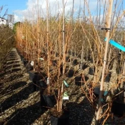 Amberboom (Liquidambar Styraciflua 'Golden Sun') -Tuin Stek Verkoop liquidambar golden sun 125 150