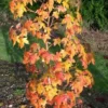 Amberboom (Liquidambar Styraciflua 'Golden Sun')