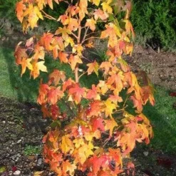 Amberboom (Liquidambar Styraciflua 'Golden Sun')