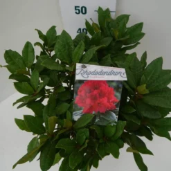 Rhododendron (Rhododendron 'Lord Roberts') -Tuin Stek Verkoop lord robert c7.5 boven