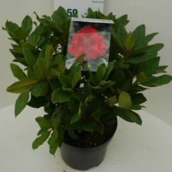 Rhododendron (Rhododendron 'Lord Roberts') -Tuin Stek Verkoop lord robert c7.5 zij