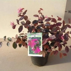 Loropetalum (Loropetalum 'Fire Dance') -Tuin Stek Verkoop loropetalum chin. fire dance p15 2