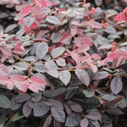 Loropetalum (Loropetalum 'Fire Dance') -Tuin Stek Verkoop loropetalum chinense fire dance 1