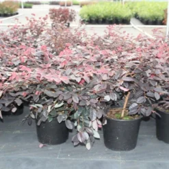 Loropetalum (Loropetalum 'Fire Dance') -Tuin Stek Verkoop loropetalum chinense fire dance 2
