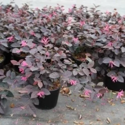Loropetalum (Loropetalum 'Fire Dance') -Tuin Stek Verkoop loropetalum fire dance 2