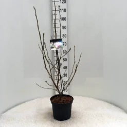 Beverboom (Magnolia Soulangeana) -Tuin Stek Verkoop m. soulangeana c5