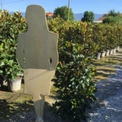 Beverboom (Magnolia Grandiflora 'Little Gem') 7 Beverboom (Magnolia Grandiflora 'Little Gem') -Tuin Stek Verkoop magnola little gem 125 150 c25 2