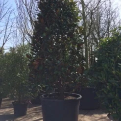 Magnolia (Magnolia Grandiflora 'Gallissoniere') -Tuin Stek Verkoop magnolia grandiflora 350 400 extra breed