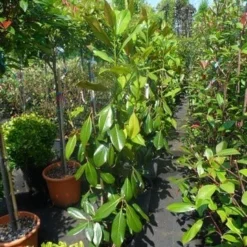 Magnolia (Magnolia Grandiflora 'Gallissoniere') -Tuin Stek Verkoop magnolia grandiflora gallisoniere 100 125