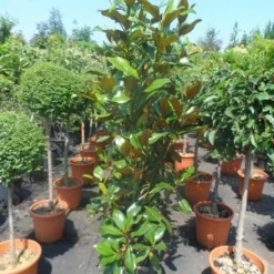 Magnolia (Magnolia Grandiflora 'Gallissoniere') -Tuin Stek Verkoop magnolia grandiflora gallisoniere 125 150 175 cont. 1