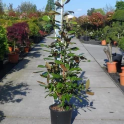 Magnolia (Magnolia Grandiflora 'Gallissoniere') -Tuin Stek Verkoop magnolia grandiflora gallisoniere 125 150 c25