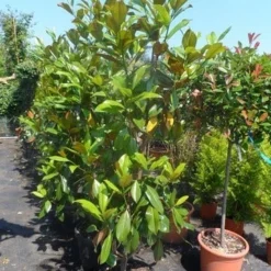 Magnolia (Magnolia Grandiflora 'Gallissoniere') -Tuin Stek Verkoop magnolia grandiflora gallisoniere 150 175 200 cont