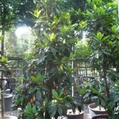 Magnolia (Magnolia Grandiflora 'Gallissoniere') -Tuin Stek Verkoop magnolia grandiflora gallisoniere 250 300 c150