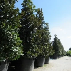 Magnolia (Magnolia Grandiflora 'Gallissoniere') -Tuin Stek Verkoop magnolia grandiflora gallisoniere 2