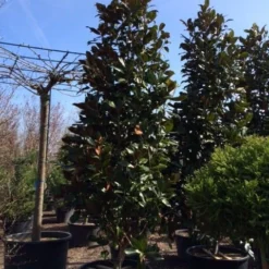 Magnolia (Magnolia Grandiflora 'Gallissoniere') -Tuin Stek Verkoop magnolia grandiflora gallisoniere 350 400 450