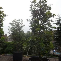 Magnolia (Magnolia Grandiflora 'Gallissoniere') -Tuin Stek Verkoop magnolia grandiflora gallisoniere 350 400 450 c1000