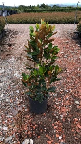 Beverboom (Magnolia Grandiflora 'Little Gem') 2 Beverboom (Magnolia Grandiflora 'Little Gem') - Afbeelding 2