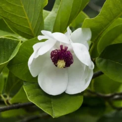 Beverboom (Magnolia Sieboldii)