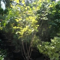 Beverboom (Magnolia Sieboldii) -Tuin Stek Verkoop magnolia sieboldii 175 200 c25