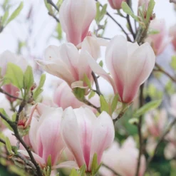 Uitgelichte producten 7 Beverboom (Magnolia Soulangeana)