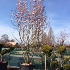 Beverboom (Magnolia Soulangeana) -Tuin Stek Verkoop magnolia soulangeana 400 500