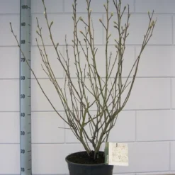 Stermagnolia (Magnolia Stellata) -Tuin Stek Verkoop magnolia stellata c7 november 1