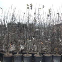 Beverboom, Struik (Magnolia Susan) -Tuin Stek Verkoop magnoliasusanwinter