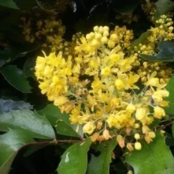 Mahoniestruik (Mahonia Aquifolium 'Apollo') -Tuin Stek Verkoop mahonia apollo2