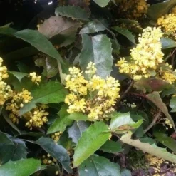 Mahoniestruik (Mahonia Aquifolium 'Apollo') -Tuin Stek Verkoop mahonia apollo 2