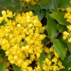 Mahoniestruik (Mahonia Aquifolium 'Apollo') -Tuin Stek Verkoop mahonia apollo bloei