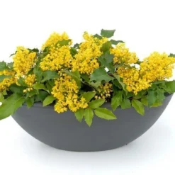 Mahoniestruik (Mahonia Aquifolium 'Apollo') -Tuin Stek Verkoop mahonia apollo toepassing