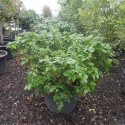 Mahoniestruik (Mahonia Aquifolium 'Apollo') -Tuin Stek Verkoop mahonia aquifolium apollo c130