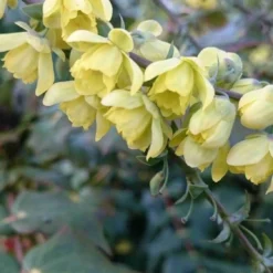 Mahoniestruik (Mahonia Japonica) -Tuin Stek Verkoop mahonia japonica 3