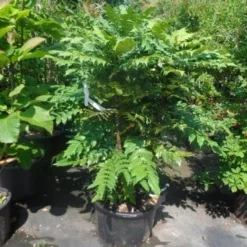 Mahoniestruik (Mahonia Media 'Charity') -Tuin Stek Verkoop mahonia media charity 125 150