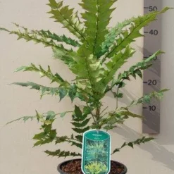 Mahoniestruik (Mahonia Media 'Charity') -Tuin Stek Verkoop mahonia media charity c3