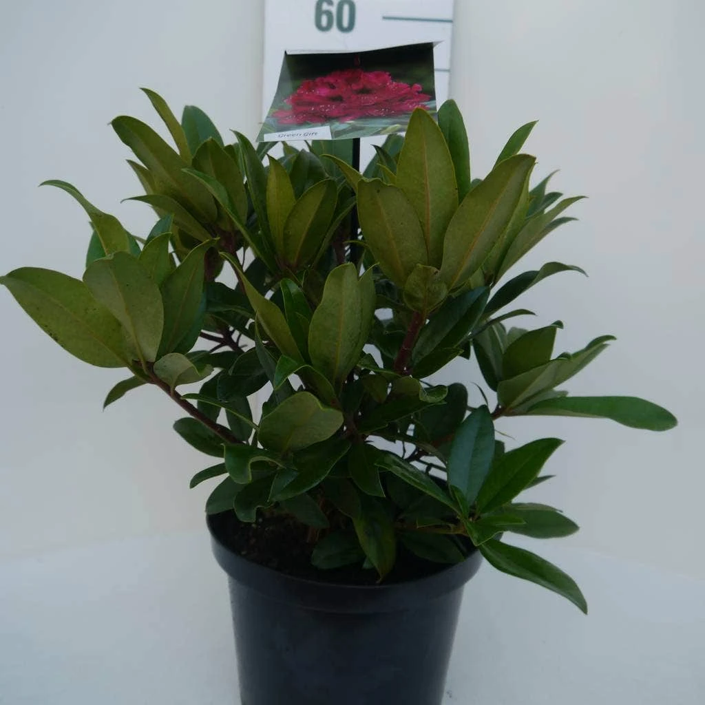 Rhododendron (Rhododendron 'Marie Forte') 1 Rhododendron (Rhododendron 'Marie Forte')